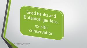 The first seed bank was established in 1921 in leningrad (vavilov institute of plant industry). Seed Banks And Botanical Gardens Ex Situ Conservation Online Biology Notes