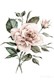 Faded Pink Rose Watercolor Rose Flower Drawing Rose Art