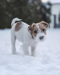 Parson Russell Terrier Luke On Instagram Sieht Er Nicht Niedlich Aus Im Alltag Entwickelt Er Parson Russell Terrier Terrier Puppy Jack Russell Terrier