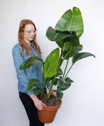 White Bird Of Paradise Houseplant Care Buy Large Potted Bird Of Paradise Indoor Plant Bloomscape Indoor Plants Plants Birds Of Paradise Plant