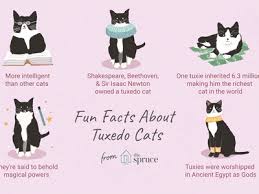 Cat names used to be pretty straightforward (here, fluffy!) and while there's nothing wrong with classic options, these days, cat owners are find our top picks for gray cat names below, along with the most popular of these names, and a few fabulous russian monikers thrown in for good measure. Egyptian Cat Names