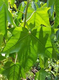 Image result for Aleurites