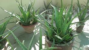 This plant thrives in snug conditions. Care Of Aloe Vera Plant à¤à¤² à¤µ à¤° à¤• à¤¦ à¤–à¤­ à¤² Best Plant With Medicinal Value Aloe Vera Guide Youtube