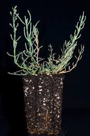 Image result for Sarcocornia perennis