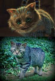 Real Life Cheshire Cat Cats Cat Character Pets