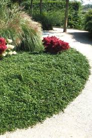 Image result for Cotoneaster