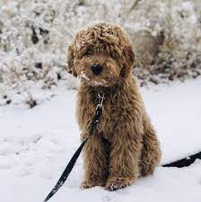 Having only a few superior quality breeding dogs, all of our dogs these beautiful goldendoodles are often referred to as teddy bear goldendoodles. Mini Goldendoodle F1b F1bb Golden Point Puppies