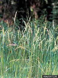 Tall fescue small white flowers in grass. Tall Fescue Nonnative Invasive Plants Of Southern Forests A Field Guide For Identification And Control