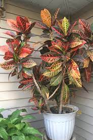 Trim off remaining damaged leaves with scissors or hand pruners where they join the stem. Croton Guide How To Take Care Of A Croton Plant