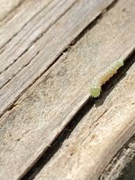 Yellow pages » tx » boerne » pest control. Oak Trees Are Dropping More Than Pollen Worms Are Everywhere Woai