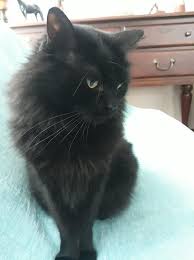 My Dear Friend Kuki