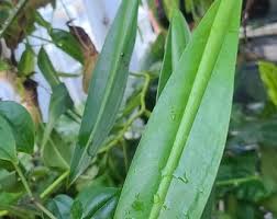 Image result for Chlorophytum filipendulum
