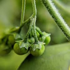 Image result for Solanum chenopodioides