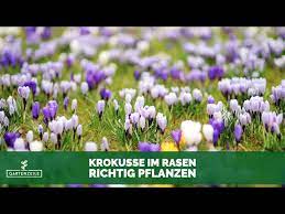 Die zwiebeln bekommen sie im gartenmarkt oder baumarkt. Krokusse In Rasen Pflanzen Darauf Solltest Du Unbedingt Achten Youtube