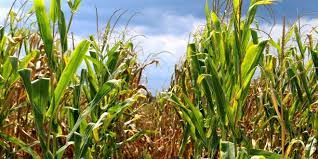 In north alabama make spring plantings approximately 10 days later and fall plantings 10 days earlier. Alabama Corn Good Sunlight Critical For High Yields Agfax