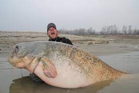 Le plus gros silure du monde a été pris dans le gard. Silure Record Les 10 Plus Gros Silures Peches A Ce Jour