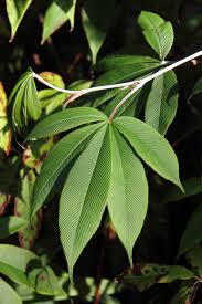 Image result for Rubus pinnatus