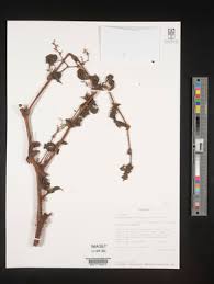 Image result for Cyphostemma heterotrichum