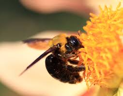 Combine the essential oil with cool water in a clean spray bottle and swirl the mixture to blend. Xylocopa Appendiculata Wikipedia