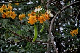 Image result for Plicosepalus amplexicaulis