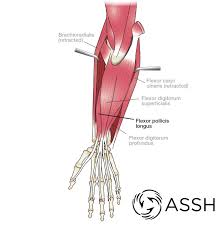 The biceps brachii muscle of the arm has two origins that are fixed to the scapula bone and one insertion that is attached to and moves the. Body Anatomy Upper Extremity Muscles The Hand Society