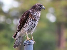 For more nature images of south florida, please visit me at: Red Shouldered Hawk Ebird