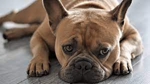 Facial Swelling In Dogs Why Is My Dog S Face Swollen