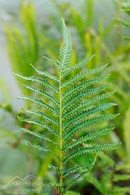 Image result for Cyclosorus interruptus