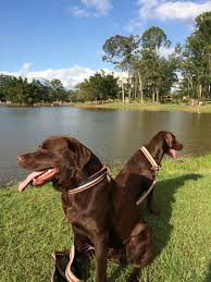 Pareja De Perros Labrador De Color Cafe Chocolate Muy Dociles Obedientes Divertidos De Familia Labrador Animals Dogs
