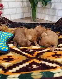 Great dane puppies for sale | grabill, in #224136. Goldendoodles Grabill Indiana Danes And Doodles Llc