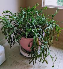 You have to stay alert of potential dangers because a pink christmas cactus could indicate poor soil drainage. Do You Think I Can Repot This 50 Year Old Christmas Cactus Without Destroying It It S Been In This Same Pot My Entire Life And Is Very Root Bound Plus The Soil Is Ancient