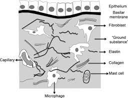 Connective tissues hold organs in place and connect other organs together. What Substances Make Up The Matrix In Connective Tissue Saubhaya Makeup