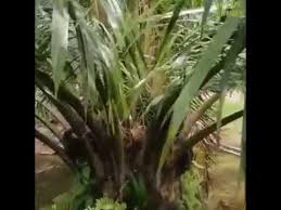 1 tanah baja sawit nih. Baja Npk Nutrigro Terbaik Youtube
