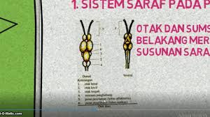 Makalah sistem reproduksi pada hewan vertebrata. Sistem Saraf Pada Hewan Vertebrata Youtube