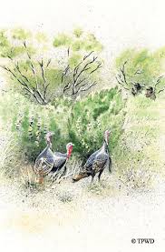 Spring turkey hunt is for 1 bird (bearded gobbler or hen) all inclusive hunt includes lodging and meals/drinks. Test Your Knowledge With Turkey Hunting Quiz Tpw Magazine March 2012
