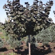 Image result for Grewia avellana