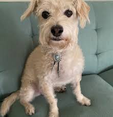 Western Bolo Tie for Your Dog, Big Dogs, Any Dogs!