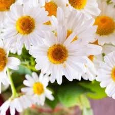 No deliveries on these days, flowers will be delivered the following day. Farmgate Flowers Wholesale Flower Market Archives Westridge Florist Toowoomba