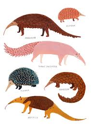 Pangolin Anteater Echidna Print Nursery Wall Art Animal Etsy Pangolin Art Pangolin Animal Wall Art