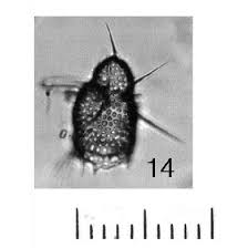 Image result for Belonophora