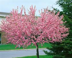 Image result for mandloň trojlaločná