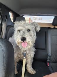 Found dead cat in Medford, Oregon, with reflective collar