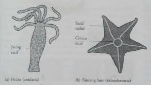 Aktifitas refleks atau gerakan pada hewan ini dikontrol oleh aktifitas 4 pasang ganglion yaitu ganglia serebral, pedal. Sistem Saraf Pada Cnidaria Echinodermata Platyhelminthes Anelida Arthropoda Dan Moluska Info Pendidikan Dan Biologi