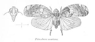 Image result for Lophiocarpaceae