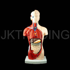 We did not find results for: Anatomical Model Human 26cm Unisex Torso Medical Skeleton Anatomy