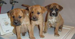 Boxer Lab Mix Boxadorlabrador Retrieverboxer Mix Puppies 200- 8wks Old In Covina Boxer Mix Puppies Puppies Boxador Puppies