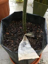 We did not find results for: Sg My Garden Is Good Grafted Avocado Plant