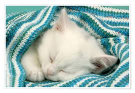 Cats love comfort and being warm and this position provides both. White Kitten Sleeping Under Stripy Blanket Posters And Prints Posterlounge Com