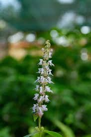 Image result for Platostoma sp. no. 2