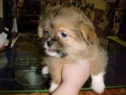 Shih Tzu Chihuahua Mix Black And Brown Shih Tzu Corgi Mix Omg My Two Favorite Dogs In One Dogs Corgi Mix Animals